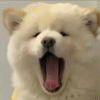 又掉称了
