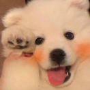 小鱼