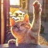 拉莱耶的猫团
