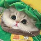 小馋猫