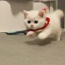 快来削我啊