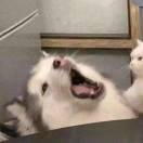 吴