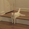 猪骏骏