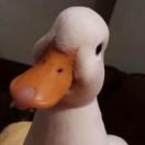WH