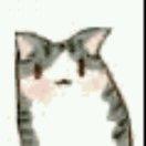 丢猫鱼