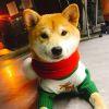 汉堡