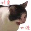 猫咪