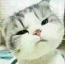 游客