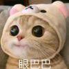 洛弟弟