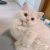 厼 笙 仒*·