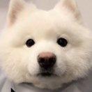 笑死根本笑不死