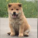 月光
