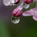 雨中的紫丁香