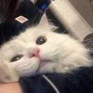 锦鲤
