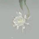 草履虫