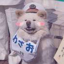 九日