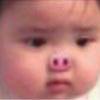 猪🐷