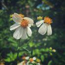 会飞的德芙