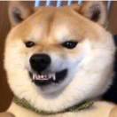 B龙