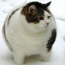 肥猫