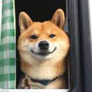 霁