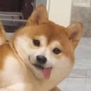 菜包没了