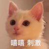 我是猫猫侠