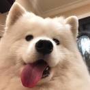 H.