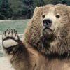 bear