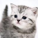猫小喵