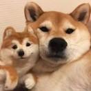 小猪佩奇