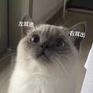 喵喵喵喵叽