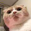 猫咚