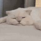 不夕