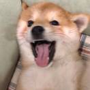 不秃头