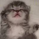 央扬氧漾洋洋得意