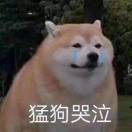 泪狗