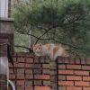 春天的猫