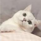 一品酥方