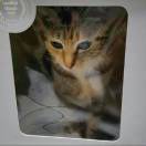 这只猫想干啥