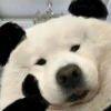 小范熊猫🐶