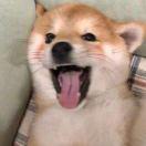 茶梅