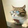 憨猪べ呀
