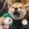 请保护公主