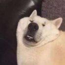 .........
