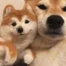小敢敢不憨