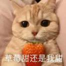 北城以北