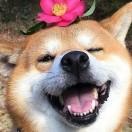 阿尼