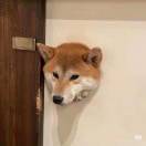 一片叶子