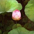 矿泉水瓶